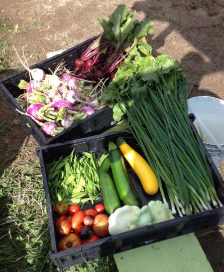 Varieties of Produce